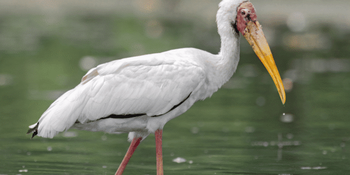 5 Fakta Menarik Milky Stork, Burung Putih Langka di Lahan Basah 5 Fakta Menarik Milky Stork, Burung Putih Langka di Lahan Basah