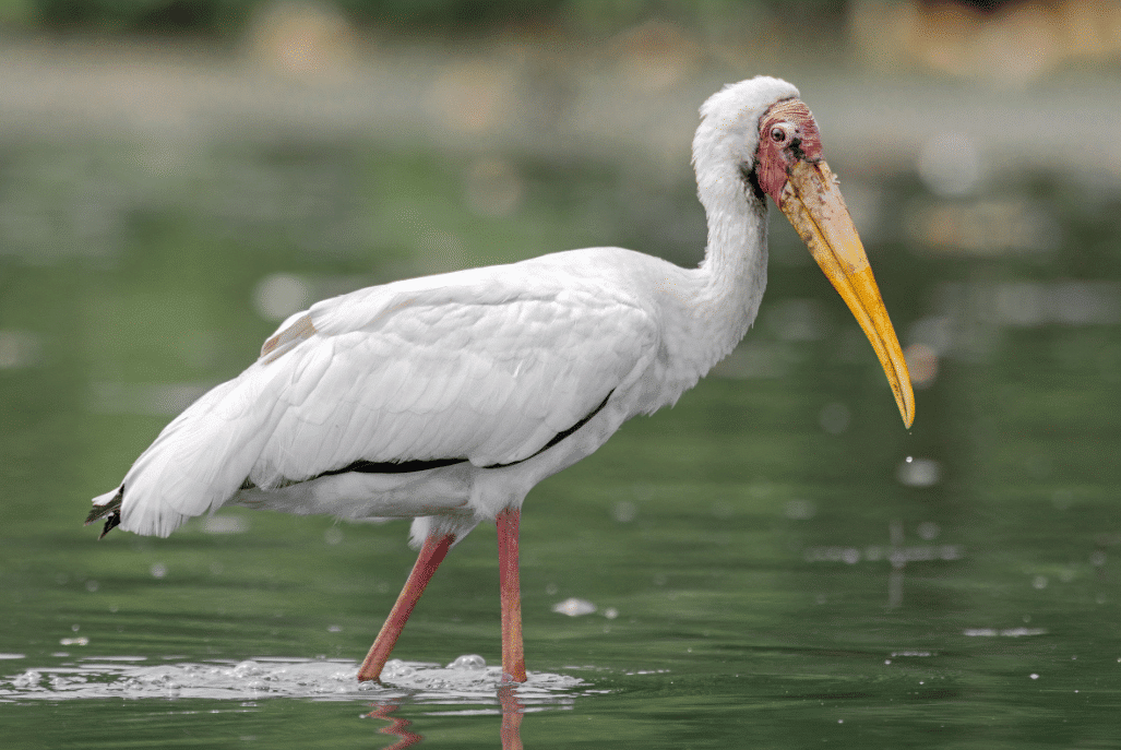 5 Fakta Menarik Milky Stork, Burung Putih Langka di Lahan Basah 5 Fakta Menarik Milky Stork, Burung Putih Langka di Lahan Basah