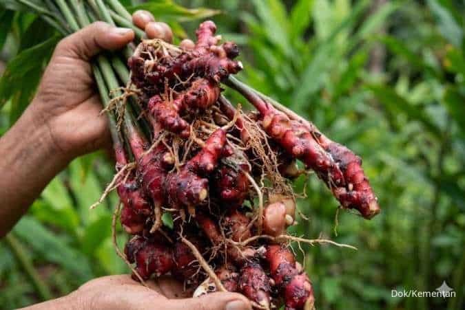 Dari Laboratorium ke Industri, Jahira Bawa Jahe Merah Indonesia Naik Kelas Dari Laboratorium ke Industri, Jahira Bawa Jahe Merah Indonesia Naik Kelas