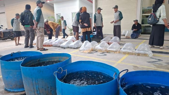 Wajah Baru Pasar Benih Ikan Ciseeng: Modern, Bersih, dan Representatif Wajah Baru Pasar Benih Ikan Ciseeng: Modern, Bersih, dan Representatif