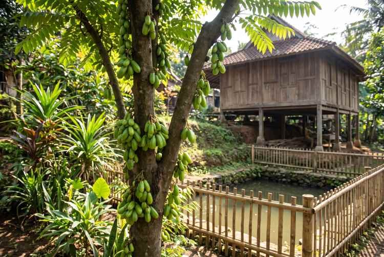Belimbing Wuluh: Benarkah Si Asam Mungil Ini Punya Segudang Belimbing Wuluh: Benarkah Si Asam Mungil Ini Punya Segudang