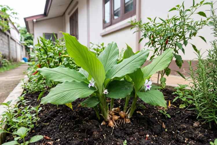 Panduan Lengkap Mengoptimalkan Manfaat Kunyit untuk Kesehatan Panduan Lengkap Mengoptimalkan Manfaat Kunyit untuk Kesehatan