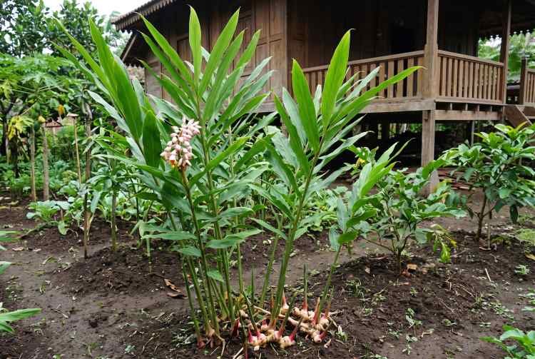 Lengkuas: Bukan Sekadar Rempah, Mengungkap Rahasia Dapur Sehat Lengkuas: Bukan Sekadar Rempah, Mengungkap Rahasia Dapur Sehat
