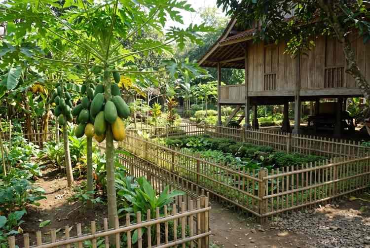 Daun Pepaya: Mengungkap Khasiat Pahitnya untuk Pencernaan dan Daun Pepaya: Mengungkap Khasiat Pahitnya untuk Pencernaan dan