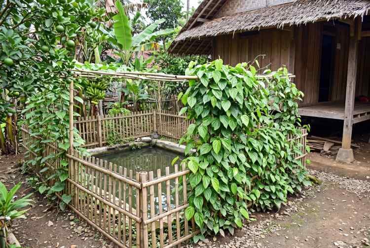 Sirih Hijau: Menguak Khasiat Tradisionalnya untuk Kesehatan Alami Sirih Hijau: Menguak Khasiat Tradisionalnya untuk Kesehatan Alami