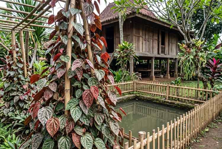 Sirih Merah: Pusaka Alam Jawa Barat, Khasiatnya Tak Terbantahkan Sirih Merah: Pusaka Alam Jawa Barat, Khasiatnya Tak Terbantahkan