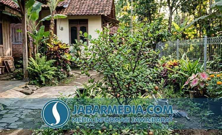Bidara Arab: Menguak Manfaat Multiguna Daunnya untuk Kesehatan Bidara Arab: Menguak Manfaat Multiguna Daunnya untuk Kesehatan