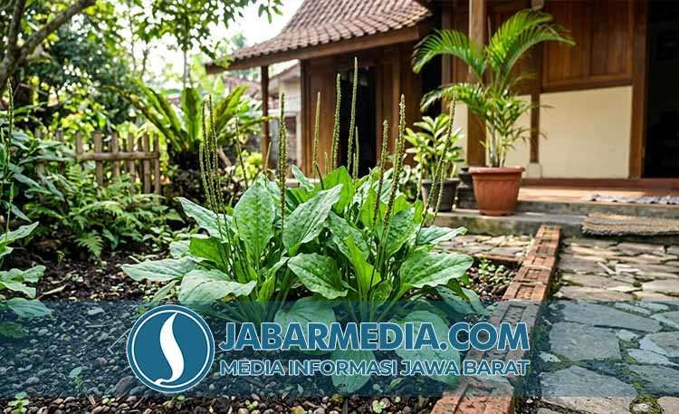 Daun Sendok: Si Liar Berkhasiat dari Pekarangan, Rahasia Daun Sendok: Si Liar Berkhasiat dari Pekarangan, Rahasia