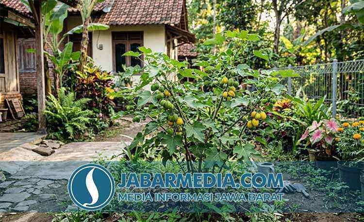 Jarak Pagar: Benarkah Daunnya Ampuh Redakan Perut Kembung pada Anak Jarak Pagar: Benarkah Daunnya Ampuh Redakan Perut Kembung pada Anak
