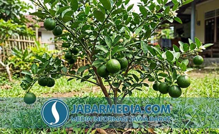 Jeruk Nipis: Manfaat Segar untuk Batuk Pilek dan Kecantikan Kulit Jeruk Nipis: Manfaat Segar untuk Batuk Pilek dan Kecantikan Kulit