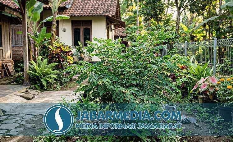 7 Rahasia Keunggulan Katuk: Dari Pelancar ASI hingga Pelindung Tulang