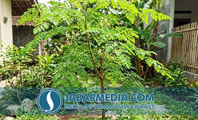 Mengapa Daun Kelor Pilihan Terbaik untuk Kesehatan Optimal Anda Mengapa Daun Kelor Pilihan Terbaik untuk Kesehatan Optimal Anda