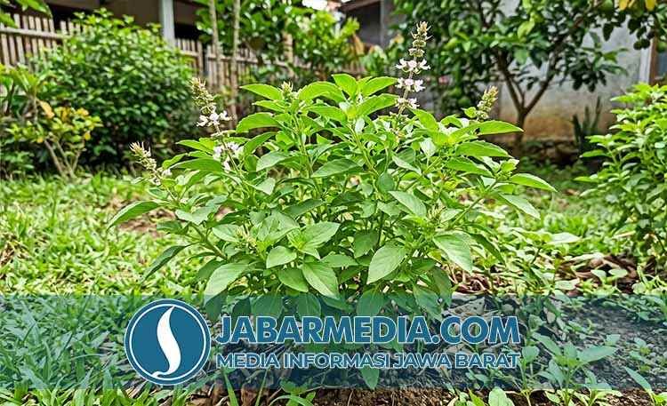 Panduan Lengkap Kemangi: Manfaat, Budidaya, dan Resep Sehat