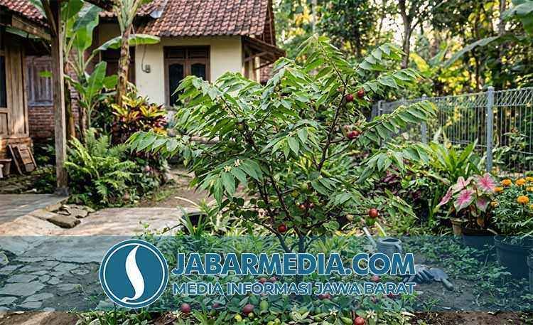 Daun Kersen: Khasiat Penurun Gula Darah dan Obat Asam Urat Daun Kersen: Khasiat Penurun Gula Darah dan Obat Asam Urat