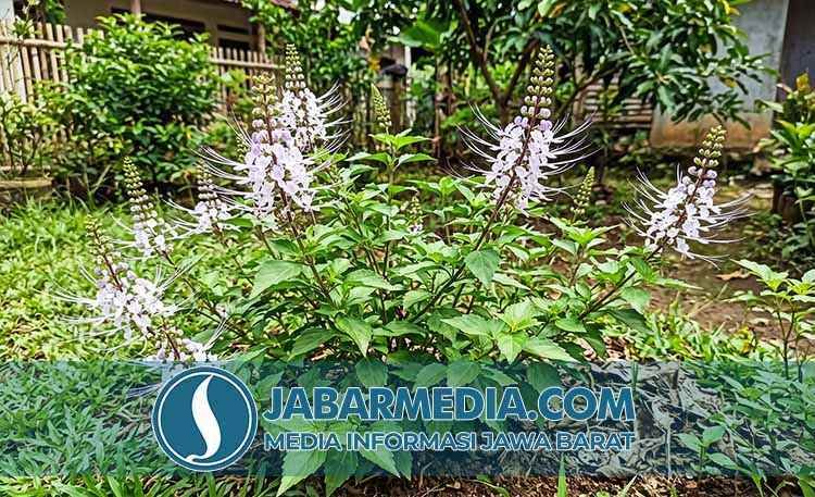 Kumis Kucing: Benarkah Tanaman Herbal Ini Kunci Sehat Saluran Kemih