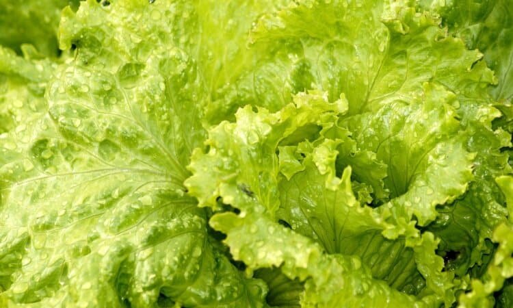 Menguak Keistimewaan Selada Bokor: Nutrisi dan Manfaat Kesehatan Optimal Menguak Keistimewaan Selada Bokor: Nutrisi dan Manfaat Kesehatan Optimal