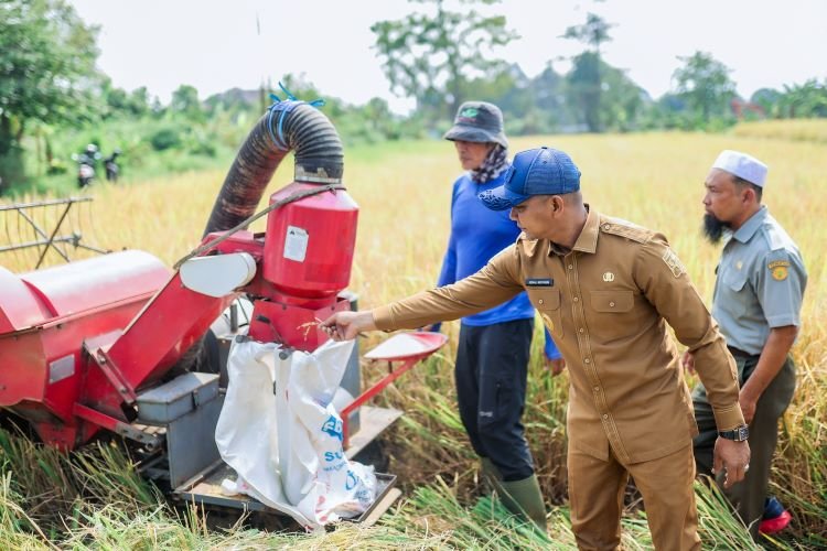 Pemkot Bogor Gelar Panen Raya Katulampa, Perkuat Swasembada Pangan Pemkot Bogor Gelar Panen Raya Katulampa, Perkuat Swasembada Pangan