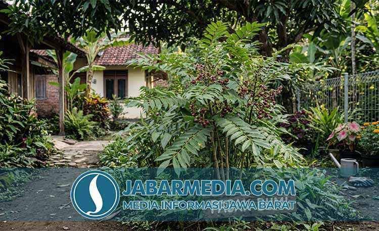 7 Khasiat Legendaris Pasak Bumi: Rahasia Stamina dan Vitalitas 7 Khasiat Legendaris Pasak Bumi: Rahasia Stamina dan Vitalitas