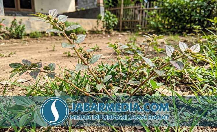 7 Manfaat Patikan Kebo yang Perlu Anda Tahu untuk Kesehatan 7 Manfaat Patikan Kebo yang Perlu Anda Tahu untuk Kesehatan