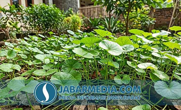Pegagan: Rahasia Tanaman Liar dari Bumi Nusantara untuk Kesehatan Pegagan: Rahasia Tanaman Liar dari Bumi Nusantara untuk Kesehatan