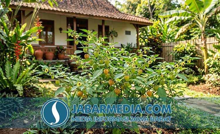 Ciplukan: Pilihan Terbaik untuk Menurunkan Kolesterol dan Redakan Ciplukan: Pilihan Terbaik untuk Menurunkan Kolesterol dan Redakan