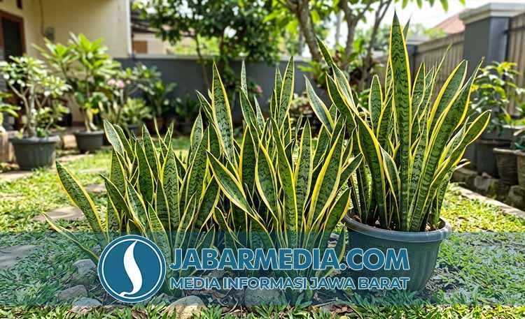 Pesona Lidah Mertua di Bumi Pasundan: Tanaman Hias Multifungsi Pesona Lidah Mertua di Bumi Pasundan: Tanaman Hias Multifungsi