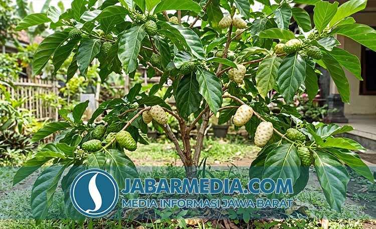 Mengkudu: Rasa Pahit yang Menyimpan Segudang Manfaat Kesehatan Mengkudu: Rasa Pahit yang Menyimpan Segudang Manfaat Kesehatan