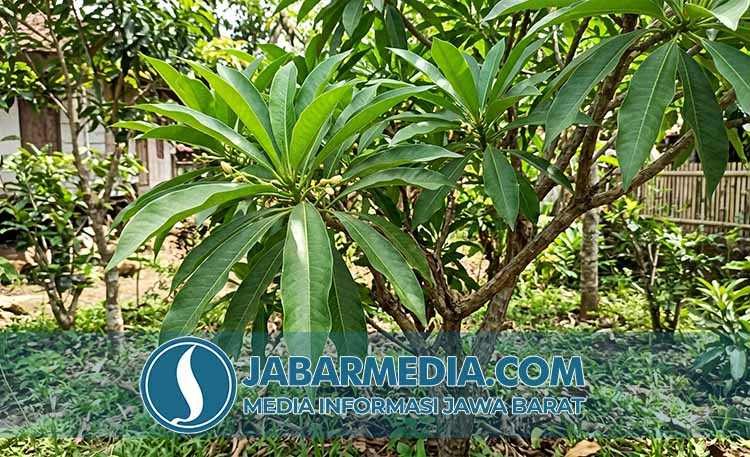 Sanrego: Menguak Rahasia Kayu Legendaris Penambah Stamina Pria Sanrego: Menguak Rahasia Kayu Legendaris Penambah Stamina Pria