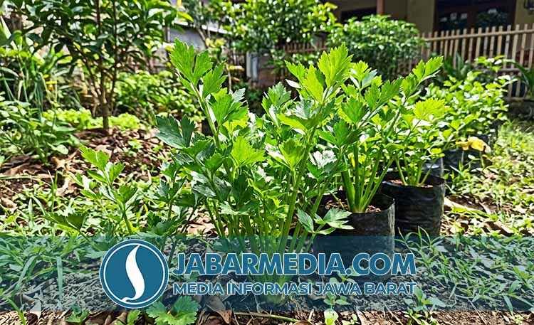 Seledri: Bukan Sekadar Hiasan, Ini Manfaat Tersembunyi untuk Kesehatan Seledri: Bukan Sekadar Hiasan, Ini Manfaat Tersembunyi untuk Kesehatan