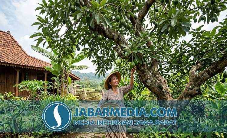 Panduan Lengkap Alpukat: Manfaat Buah dan Daunnya untuk Kesehatan Panduan Lengkap Alpukat: Manfaat Buah dan Daunnya untuk Kesehatan