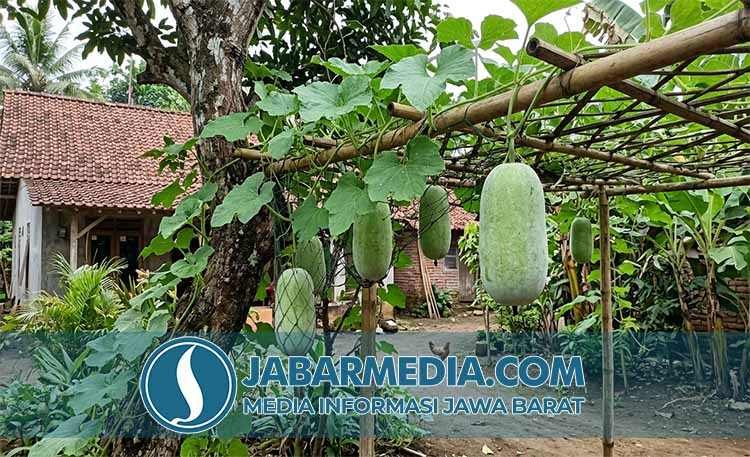 Bligo: Anggapan Sederhana vs. Potensi Medis yang Luar Biasa