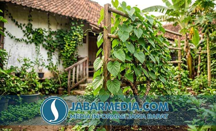 7 Khasiat Brotowali Pahit Kuat: Rahasia Kesehatan dari Alam 7 Khasiat Brotowali Pahit Kuat: Rahasia Kesehatan dari Alam