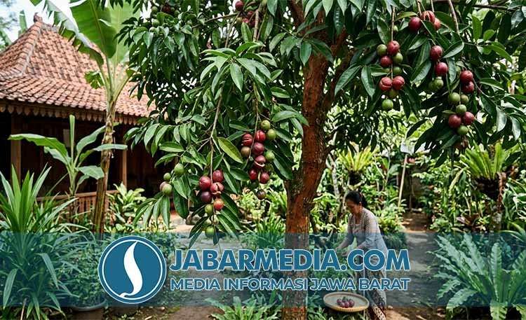 Rahasia Mahkota Dewa: Manfaat Unggul Penurun Kolesterol dan Antikanker Rahasia Mahkota Dewa: Manfaat Unggul Penurun Kolesterol dan Antikanker
