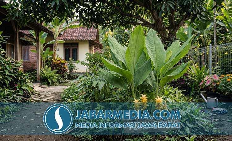 Temu Giring: Khasiat sebagai Obat Cacing dan Perawatan Kecantikan Kulit