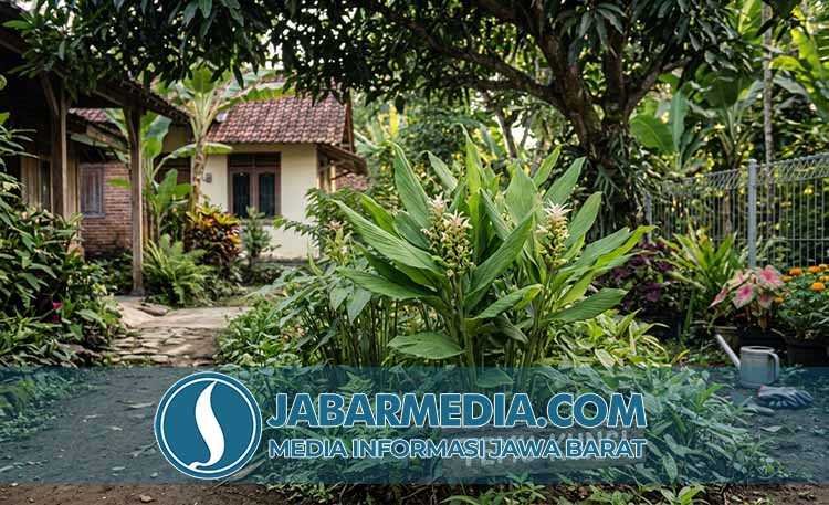 Temu Kunci: Rempah Nusantara Warisan Leluhur dan Beragam Khasiat